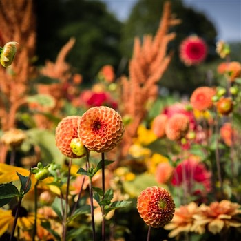 Flower Shows & Gardens